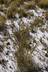 Sorocephalus lanatus