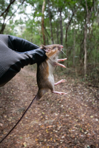 Gaumer's Spiny Pocket Mouse