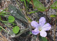 Ruellia ciliosa