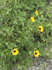Helianthus debilis image
