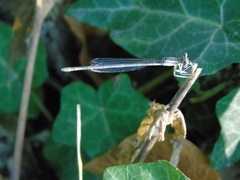 Platycnemis pennipes