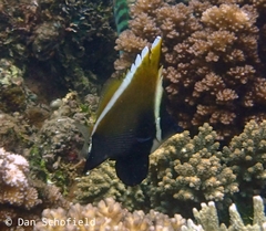 Heniochus varius