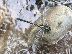 Dubitogomphus bicornutus