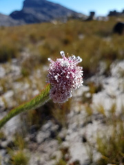 Sorocephalus lanatus