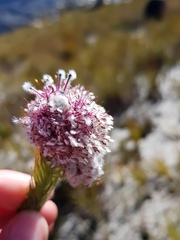Sorocephalus lanatus