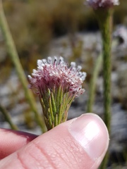 Sorocephalus lanatus