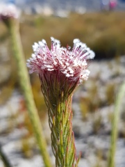Sorocephalus lanatus