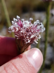 Sorocephalus lanatus