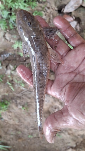 Brown whiptail catfish (Loricariichthys brunneus) — Loricariidae — 5