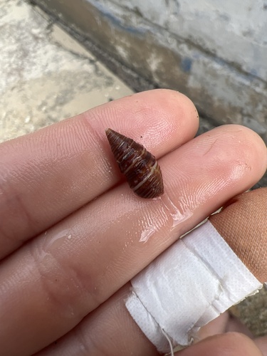 Turridrupa albofasciata, 2025-02-23