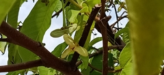 Angiospermae