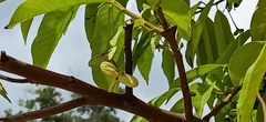 Angiospermae