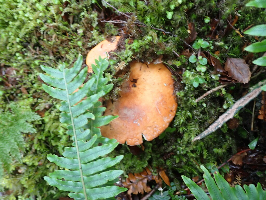Lactifluus aurantioruber · February 2025 · photo: © agoranomos (iNaturalist, cc0)