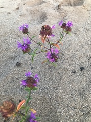 Monardella sinuata nigrescens