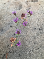 Monardella sinuata nigrescens