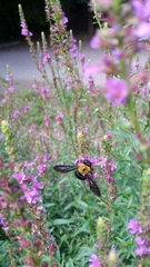Xylocopa appendiculata circumvolans