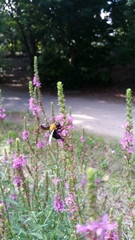 Xylocopa appendiculata circumvolans