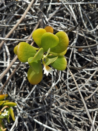Scaevola coriacea observed 2025-02-23