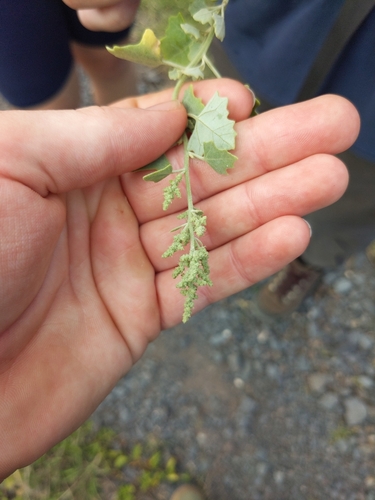 Chenopodium oahuense observed 2025-02-23