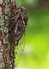 Megatibicen resonans