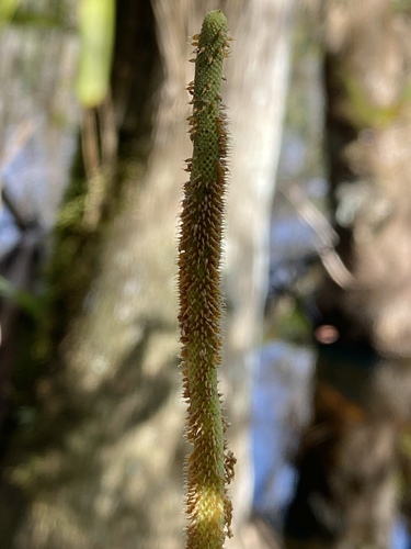 Foto de Peperômia