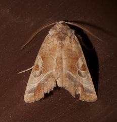 Hexorthodes accurata