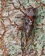 Megatibicen resonans