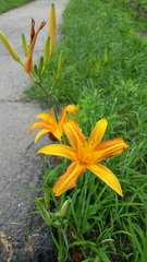 Hemerocallis fulva
