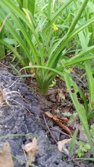 Hemerocallis fulva