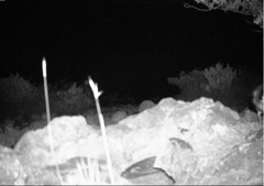 Pterodroma sandwichensis