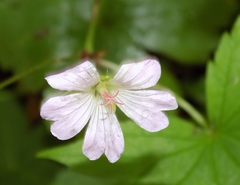 Geranium nodosum