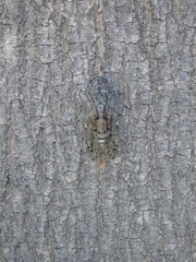 Cicada orni