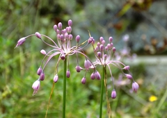 Allium carinatum pulchellum