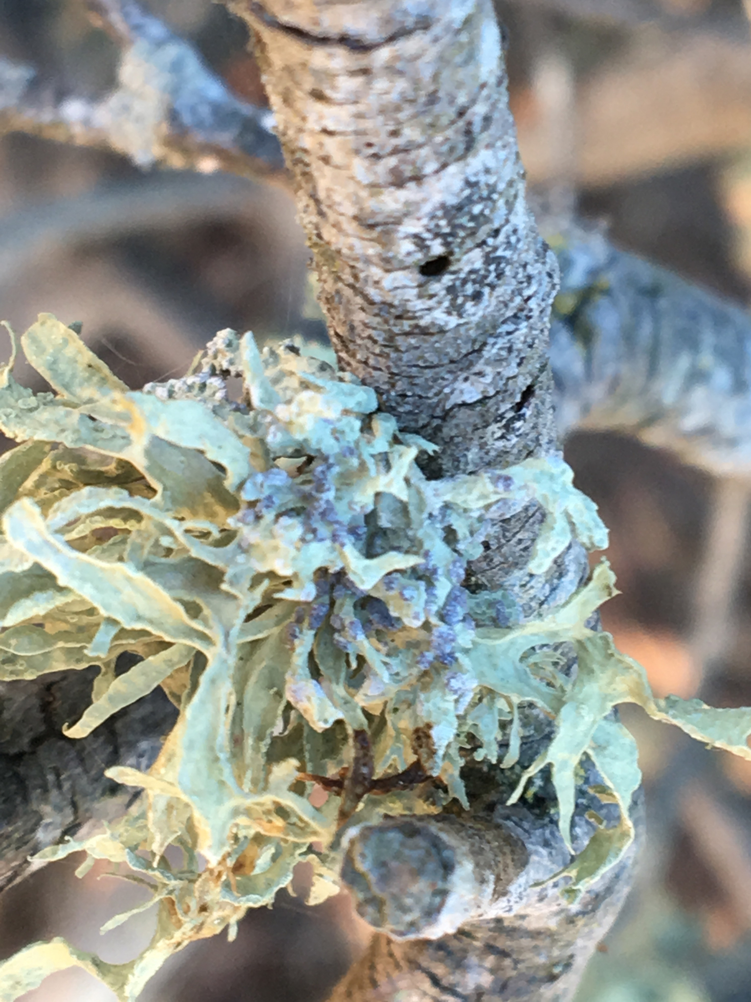 Ramalinaceae image