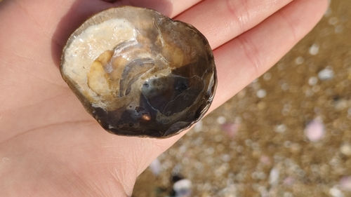 Ostrea denselamellosa observed 2025-02-23