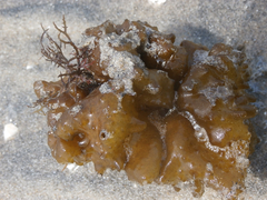 Colpomenia tuberculata