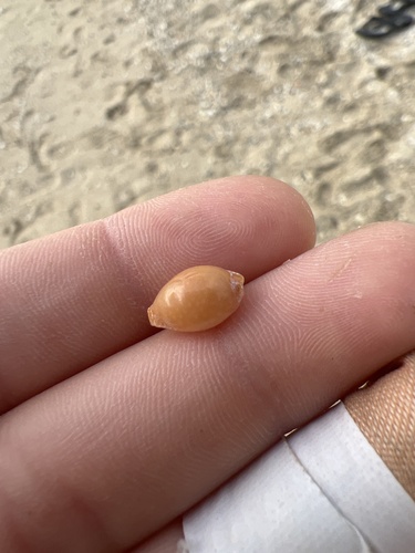 Cypraea semiplota observed 2025-02-23