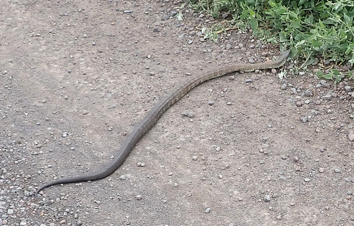 Tiger Snake sighting