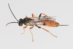 Orthopelma mediator