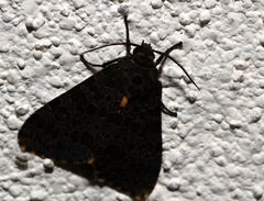 Olepa ricini