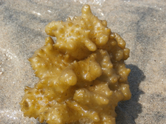 Colpomenia tuberculata