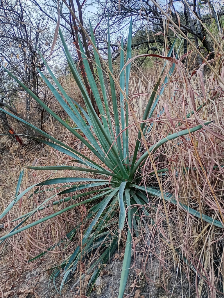 Agave stringens, 45240 Jal., México