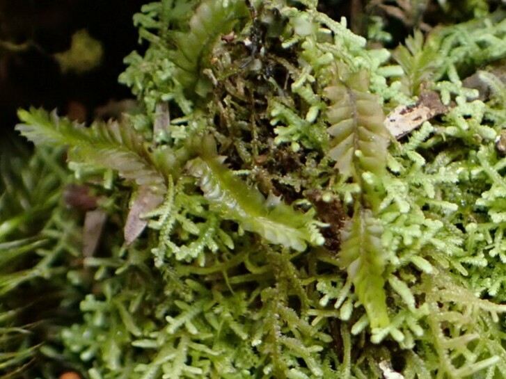 Leptoscyphus physanthus