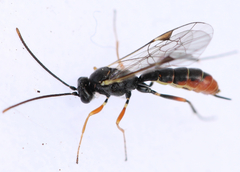 Stilbops vetulus