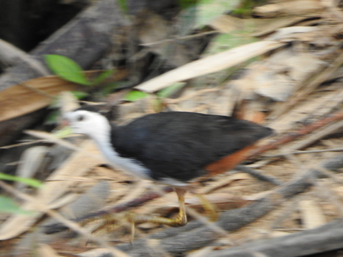 Amaurornis phoenicurus