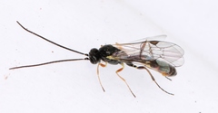 Stilbops vetulus