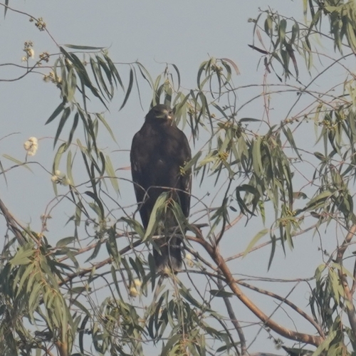 Greater Spotted Eagle