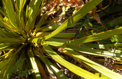 Aciphylla horrida