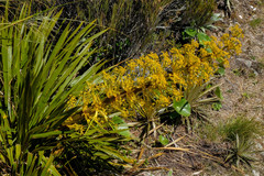Aciphylla horrida