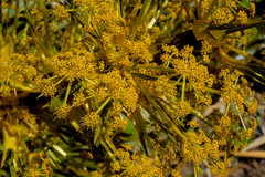 Aciphylla horrida